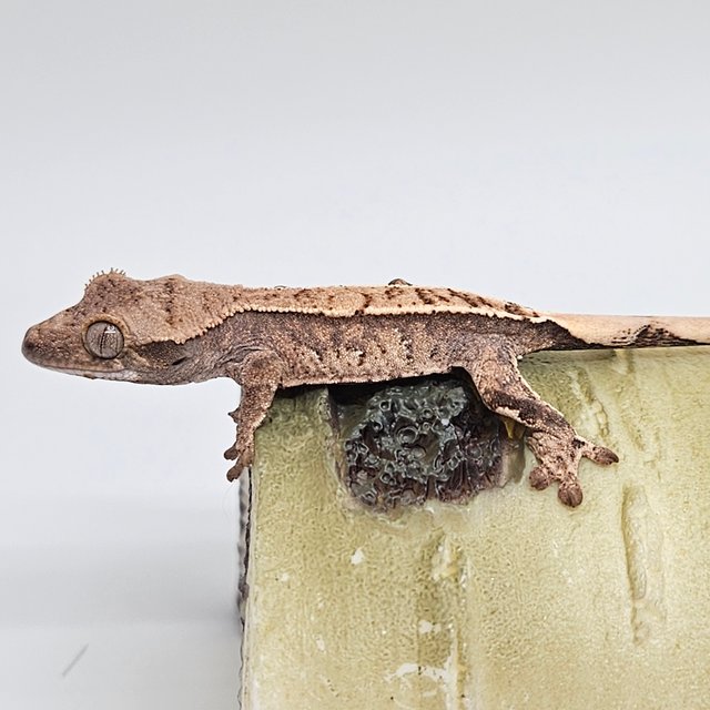 노멀 트라이 화이트스팟 핀스트라이프