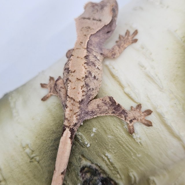 노멀 트라이 화이트스팟 할리퀸