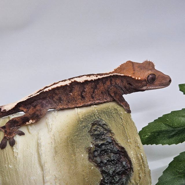 세이블 화이트핀