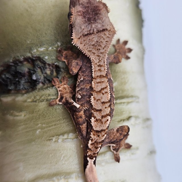 노멀 트라이 할리퀸 화이트스팟