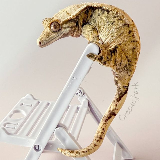 노멀 트라이 드리피 익스트림할리퀸