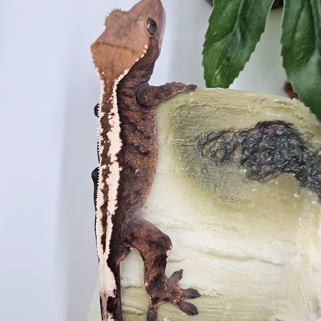 세이블 화이트핀