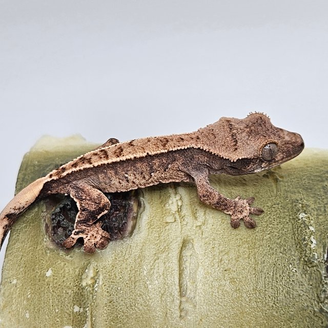 노멀 트라이 화이트스팟 핀스트라이프