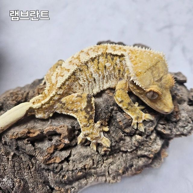 노멀 트라이 할리퀸 화이트핀