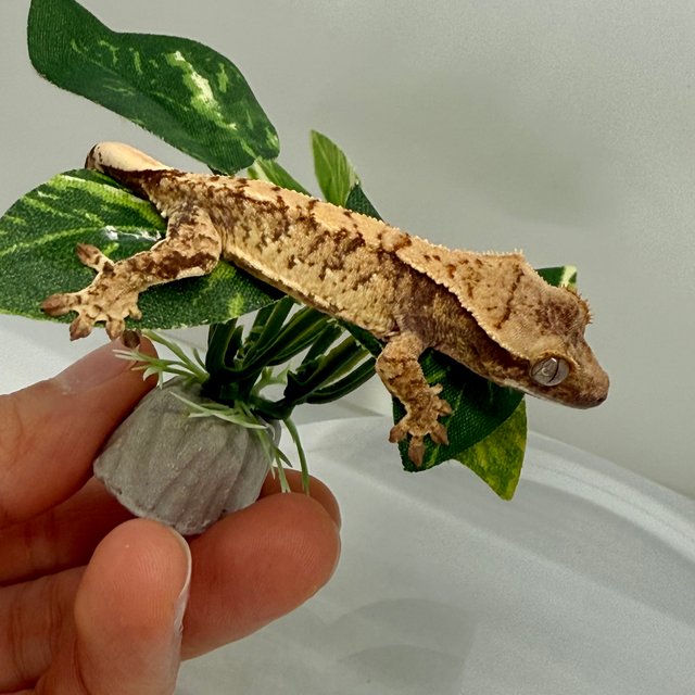 노멀 트라이 할리퀸 화이트스팟