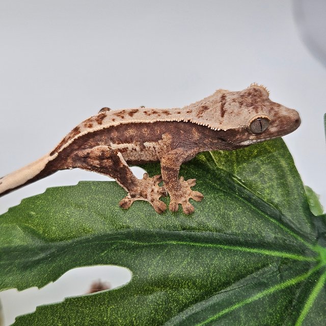 노멀 트라이 쿼드 핀스트라이프