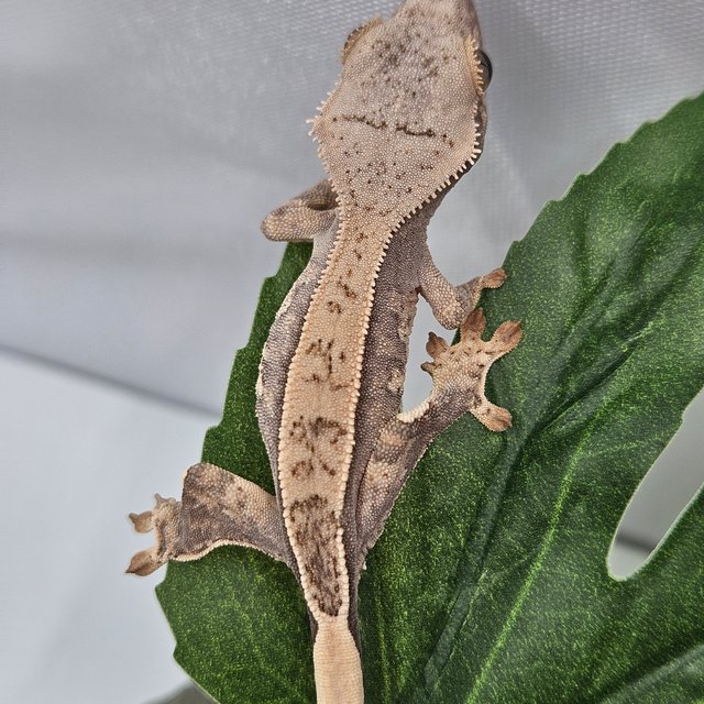 노멀 트라이 핀스트라이프 화이트스팟