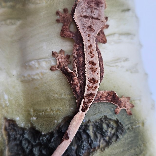 노멀 트라이 쿼드 핀스트라이프