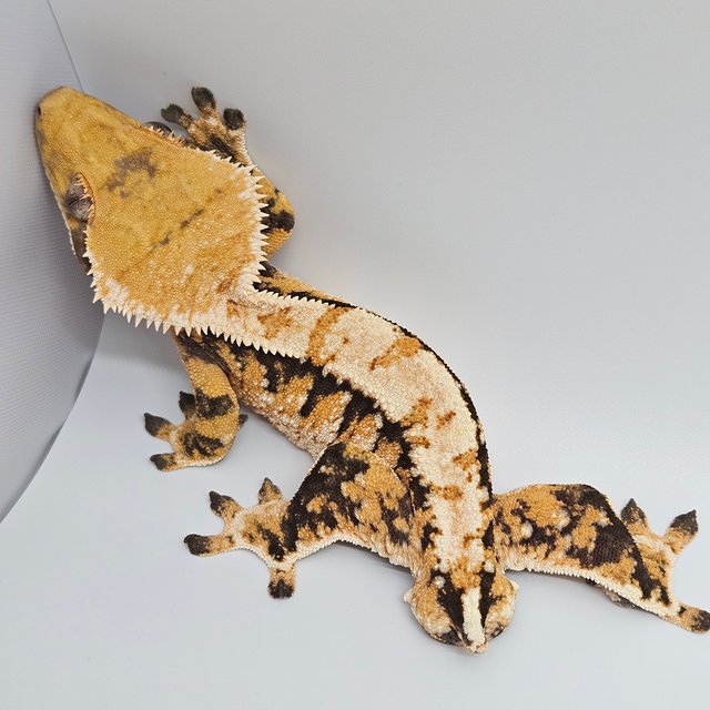 노멀 트라이 텐저린