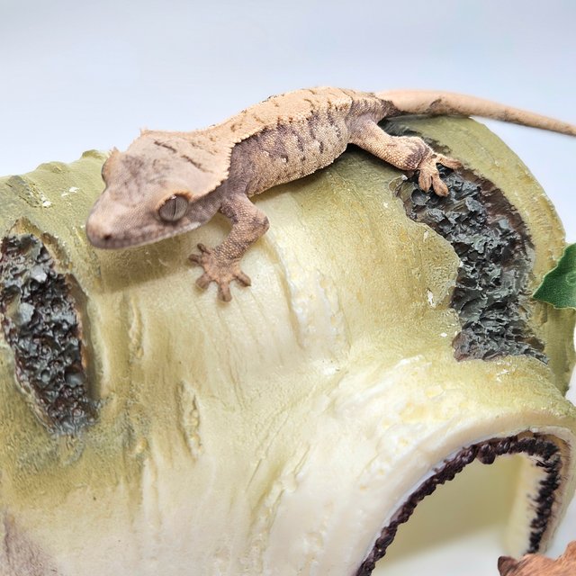 노멀 트라이 화이트스팟 할리퀸