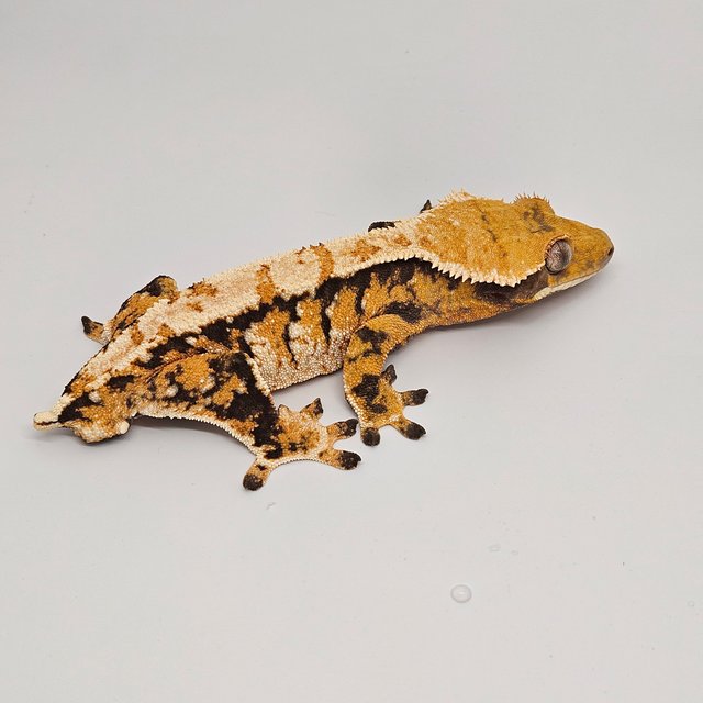 노멀 트라이 텐저린