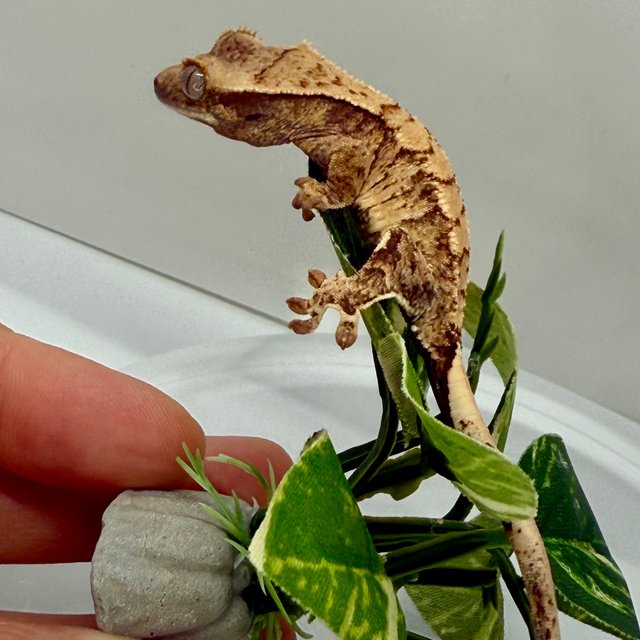 노멀 트라이 할리퀸 화이트스팟