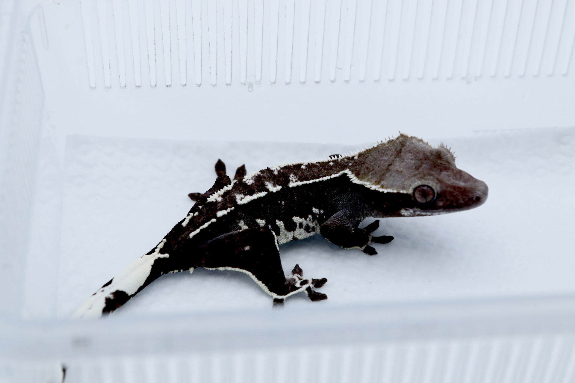 아잔틱