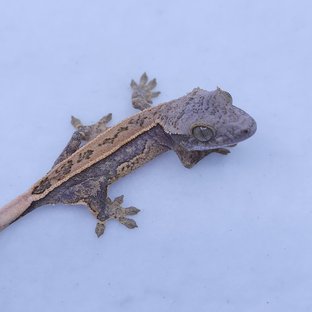 Quad Full Pinstripe Tri