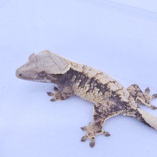 트라이 100%헷아잔틱