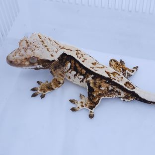 트라이