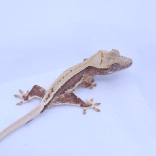 릴리100%헷아잔틱 릴리화이트 100%헷아잔틱