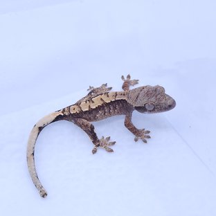 트라이