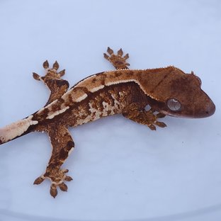 트라이
