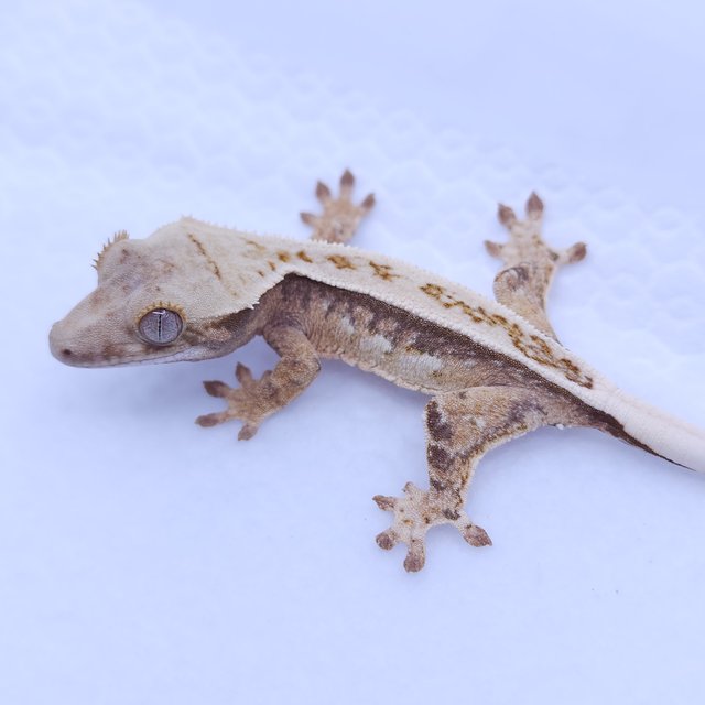 풀핀 크림 트라이