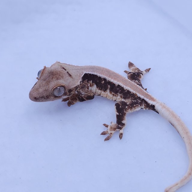 솔리드백 릴리화이트