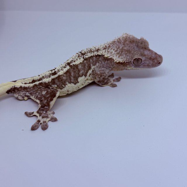 릴잔틱 릴리화이트 아잔틱