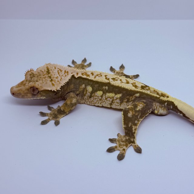 쿼드 풀핀 트라이