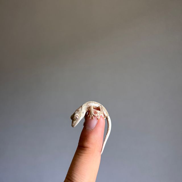 레드 팬텀 릴리화이트