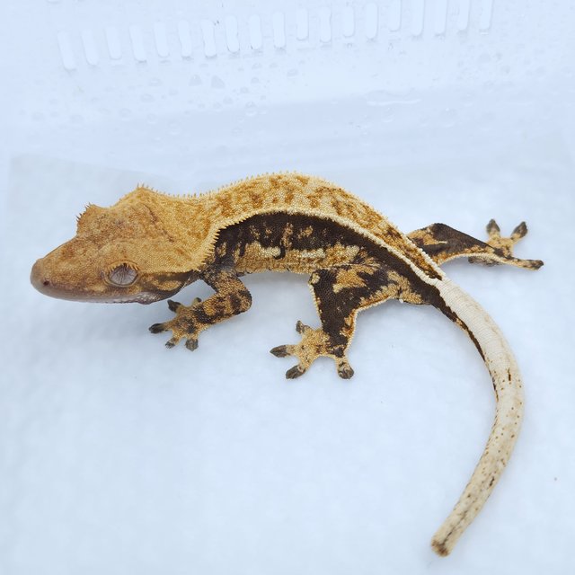 쿼드 풀핀 트라이