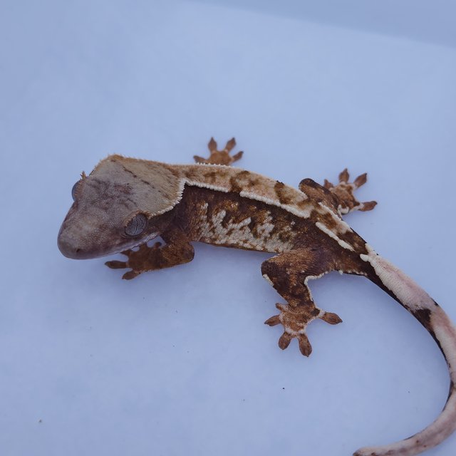 트라이