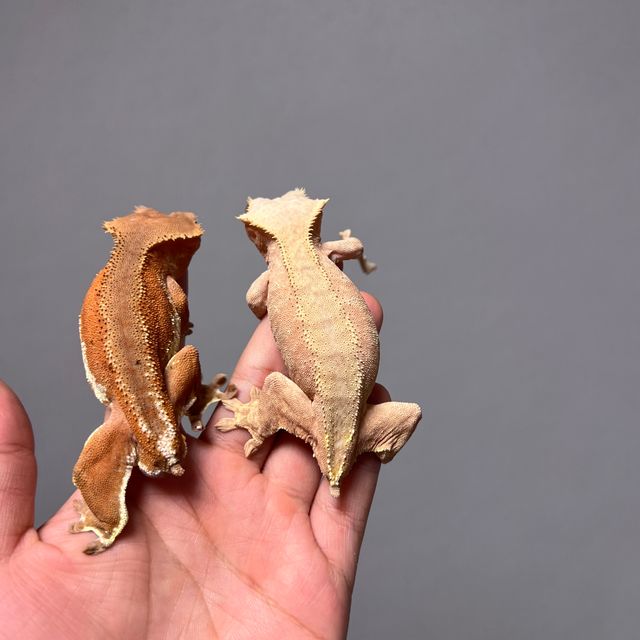 레드 바이 팬텀 릴리화이트