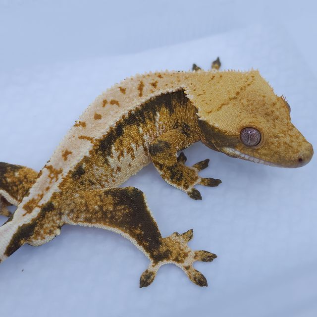트라이