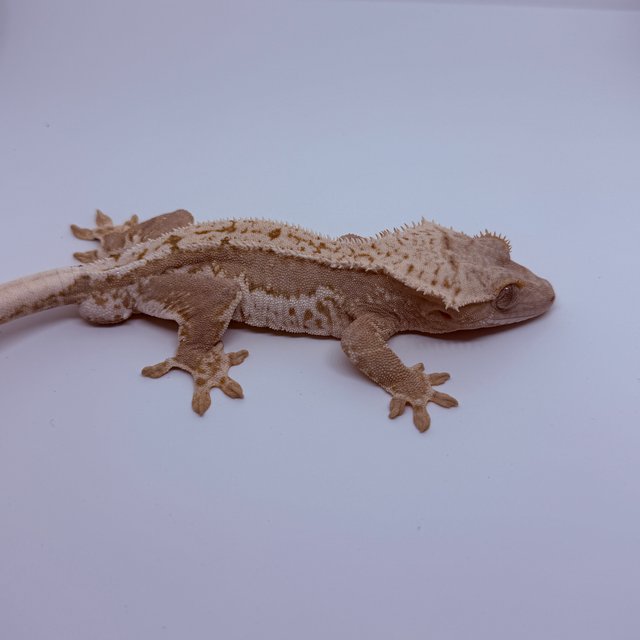 레드 릴리화이트