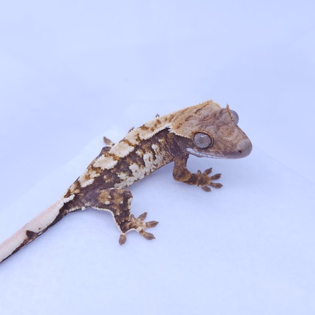 트라이