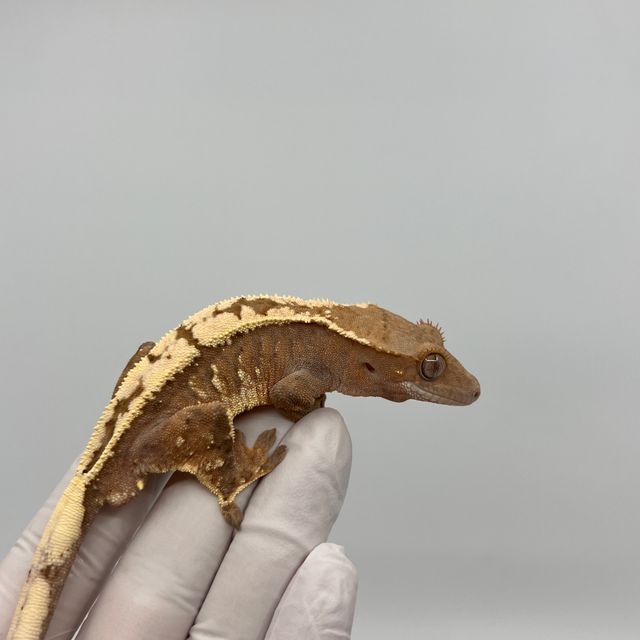 세이블