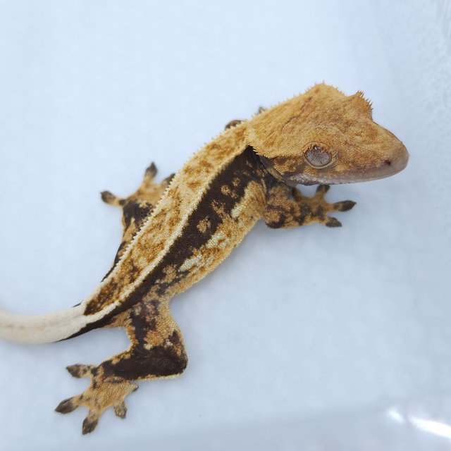 쿼드 풀핀 트라이