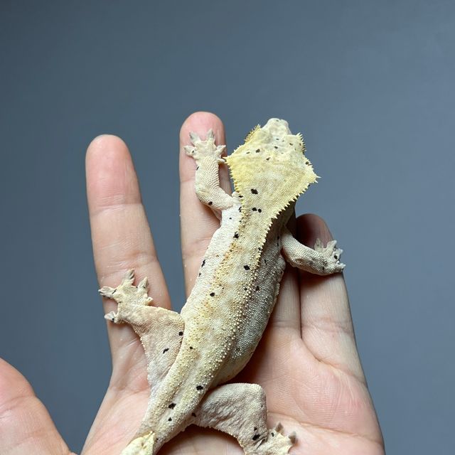 옐로우 달마시안