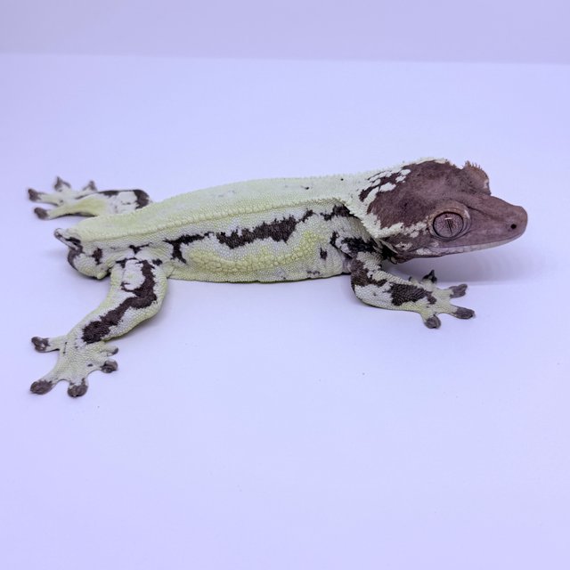 프라푸치노 100%헷아잔틱 카푸치노 릴리화이트 릴리100%헷아잔틱