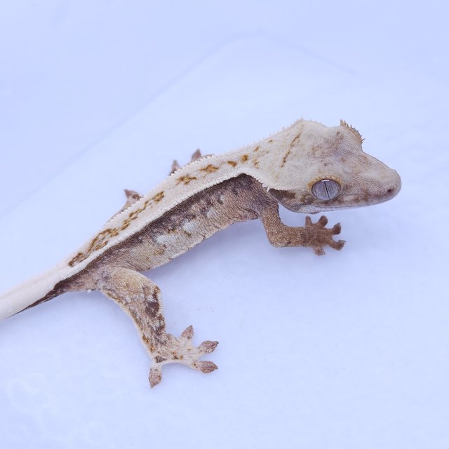 풀핀 크림 트라이