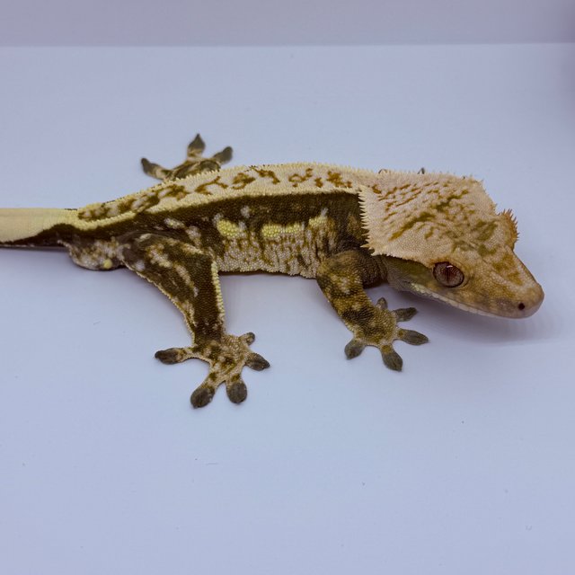 쿼드 풀핀 트라이