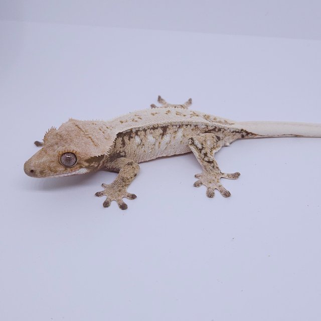 트라이 드리피 화이트스팟