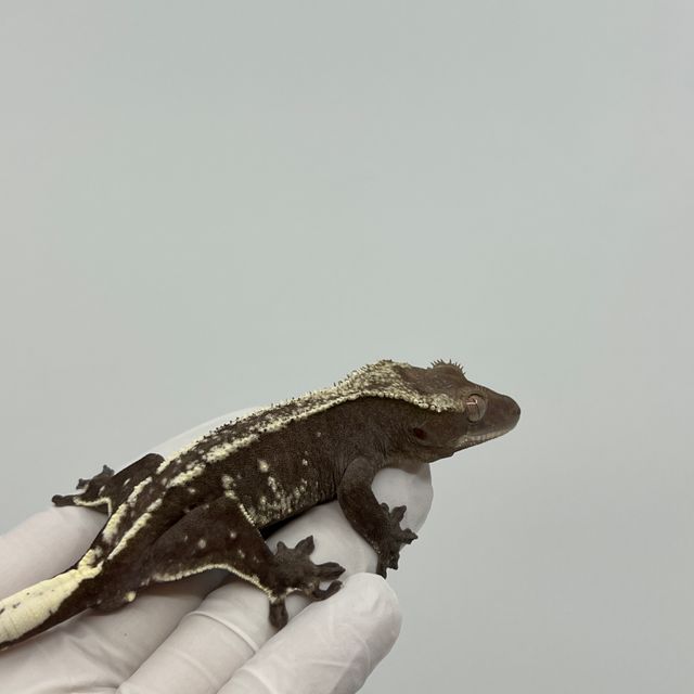 아잔틱