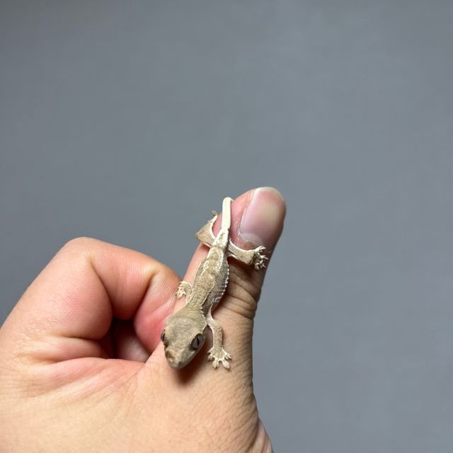레드 팬텀 릴리화이트