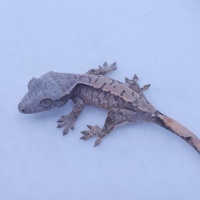 레드 드리피 화이트스팟