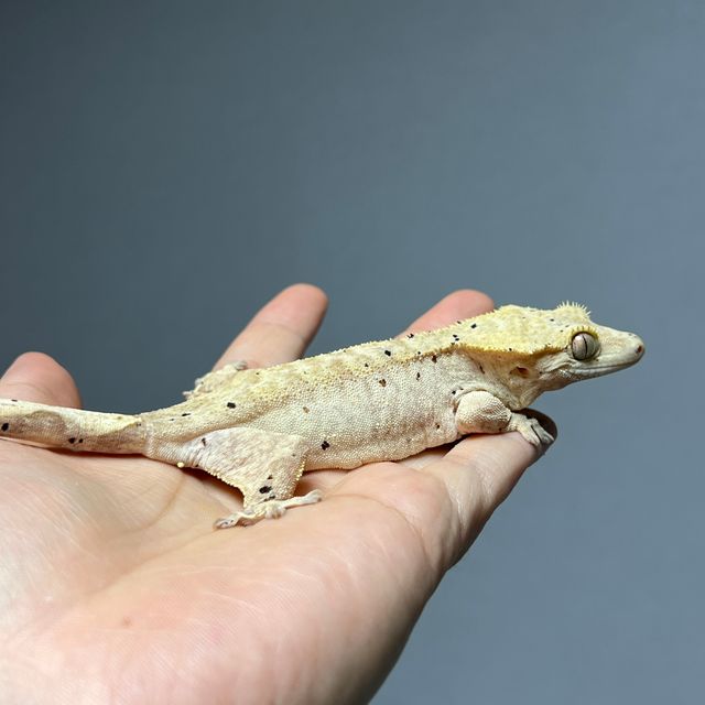 옐로우 달마시안