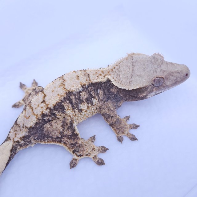 트라이 100%헷아잔틱