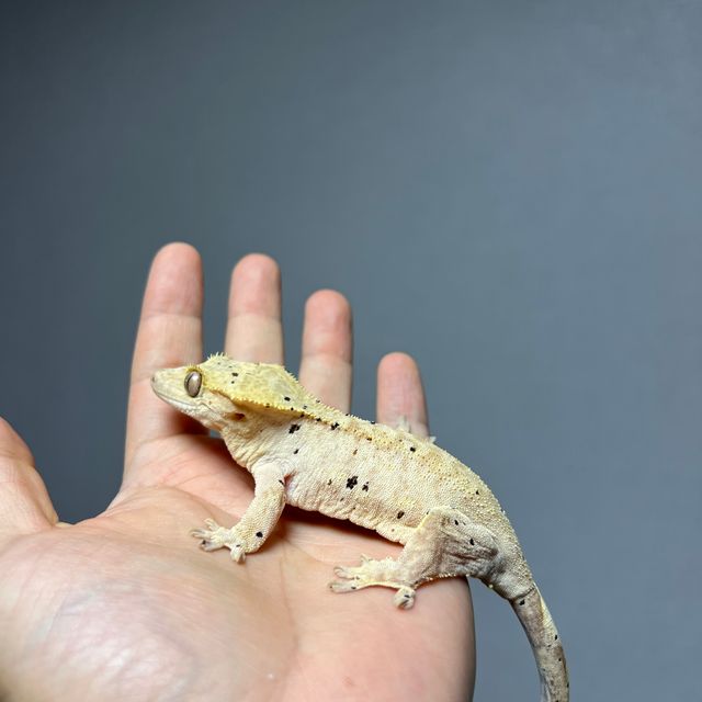 옐로우 달마시안