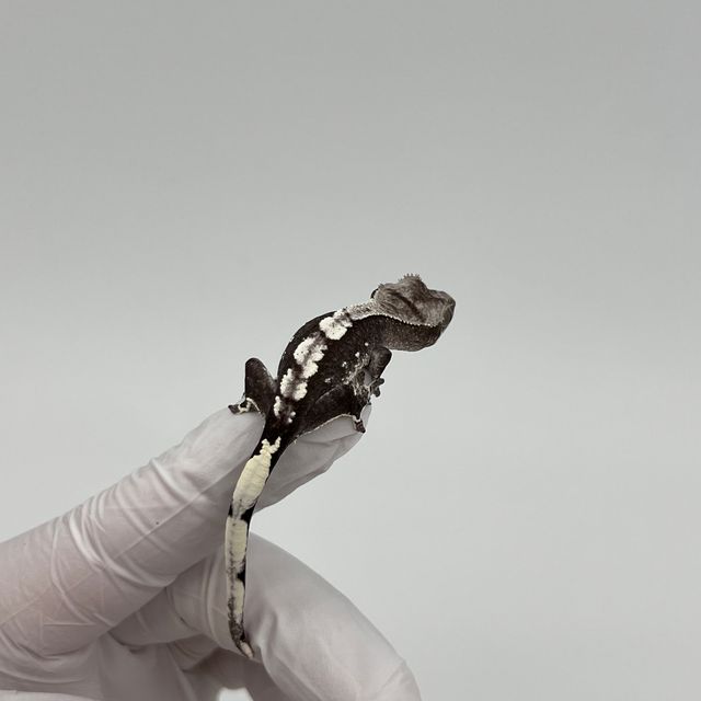 아잔틱