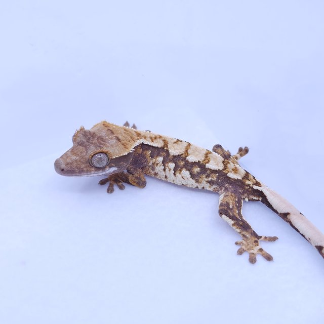 트라이