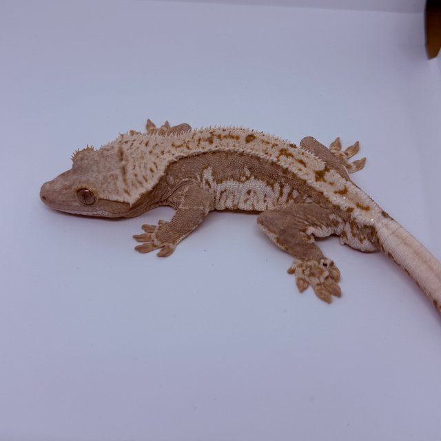 레드 릴리화이트